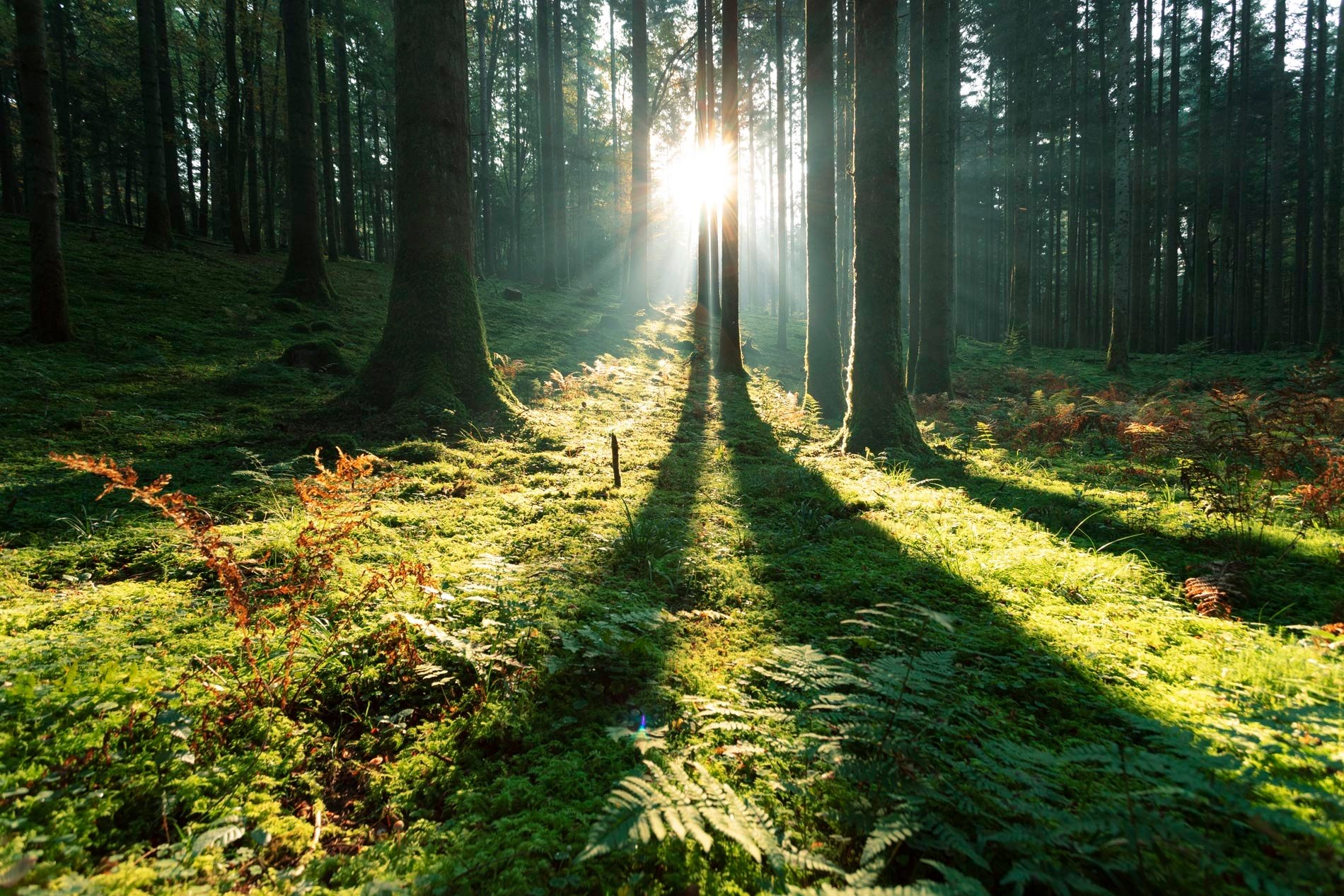 foret
